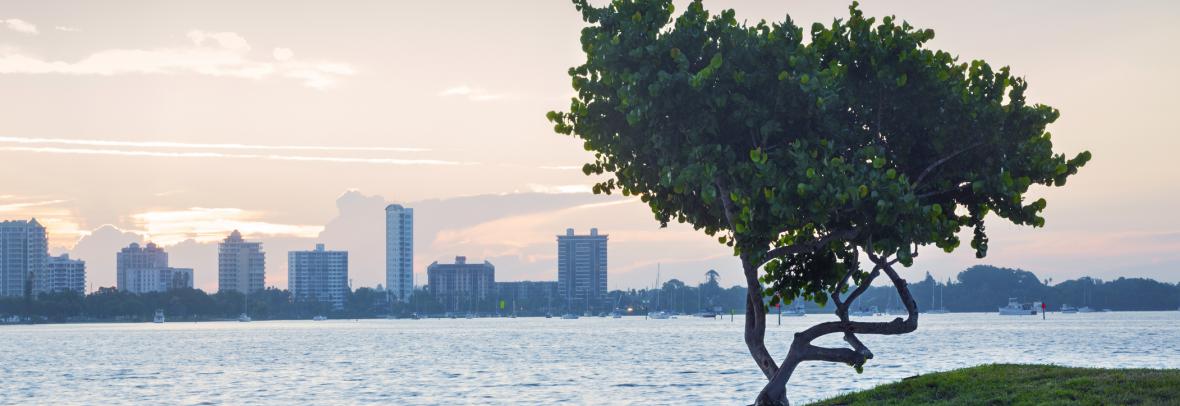 Sarasota, Florida skyline across water with tree in foreground