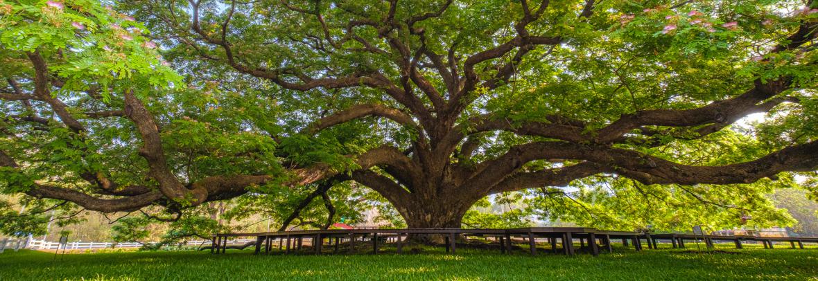 A massive tree with arching branches in a yard