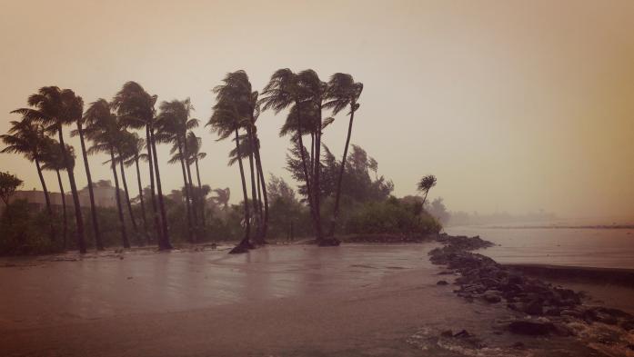 Palm trees along beach in storm