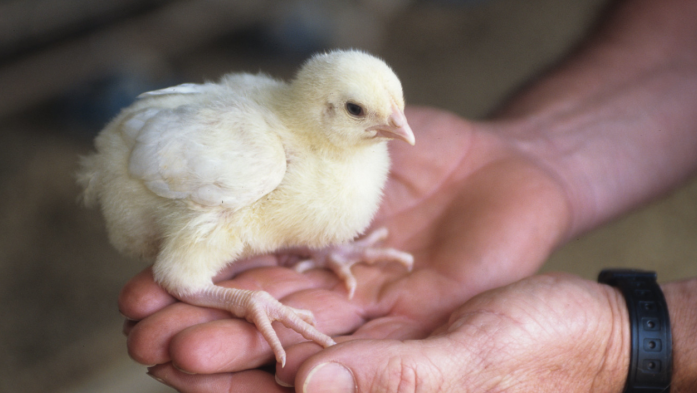 Man holding a young chicken in his hand