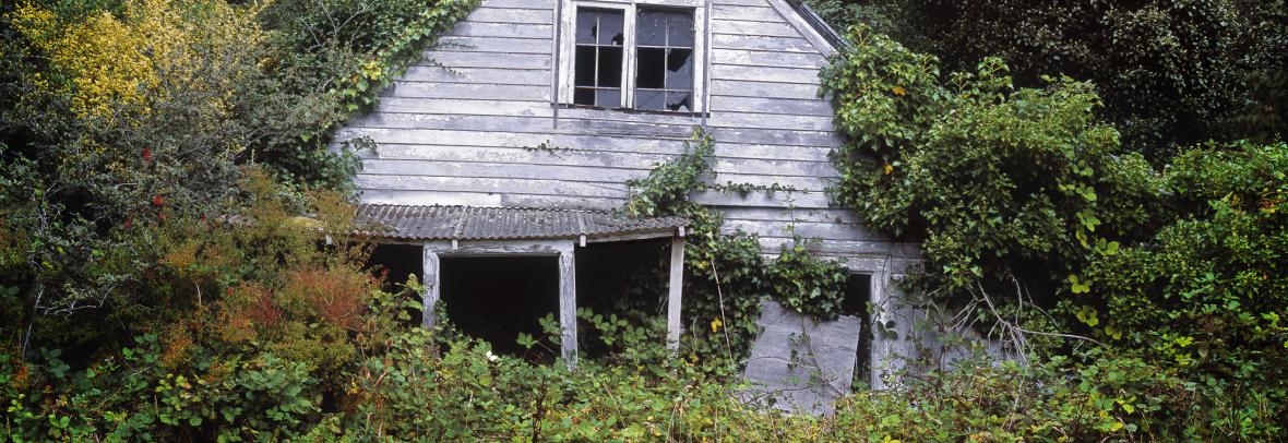Vacant run-down home half covered in trees