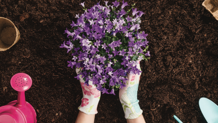 Hands planting flowers in dirt