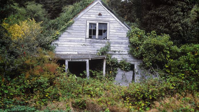 Vacant run-down home half covered in trees